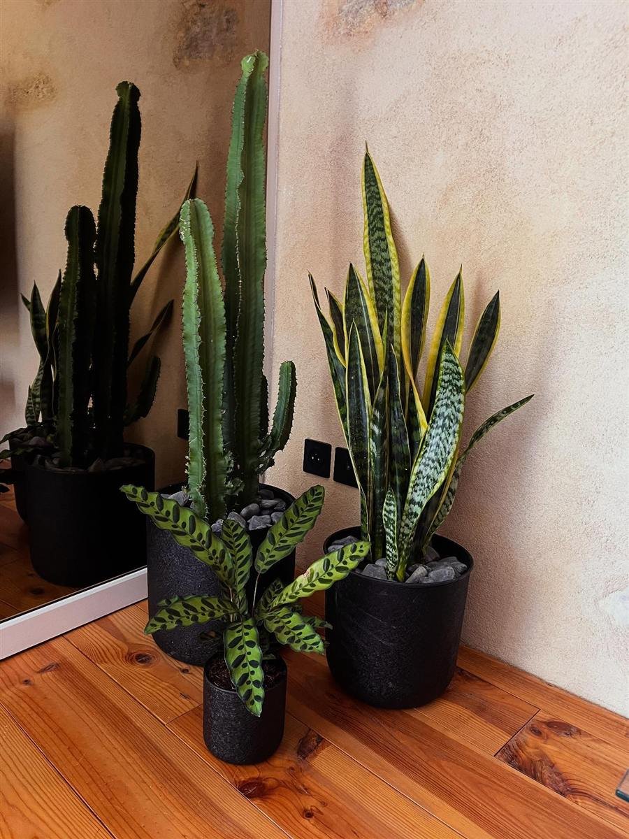 Végétalisation intérieure à Avignon : euphorbe cactus, sansevière et calathea en pots noirs avec paillage de galets.